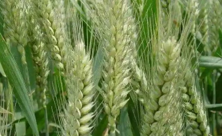 小麦