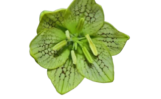 浙贝母或长蕊万寿竹