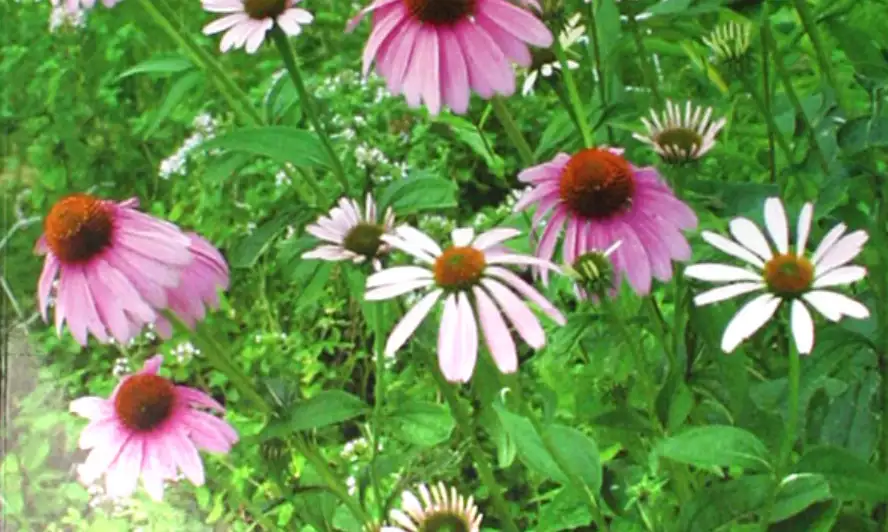 药用植物学封面